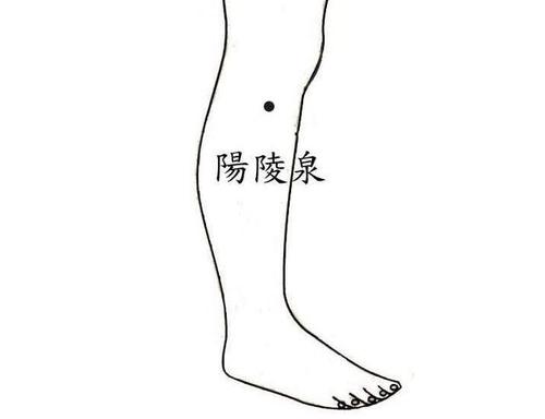 陽(yáng)陵泉.jpg